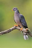 Band-tailed Pigeon